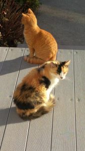 rileys-orange-cats